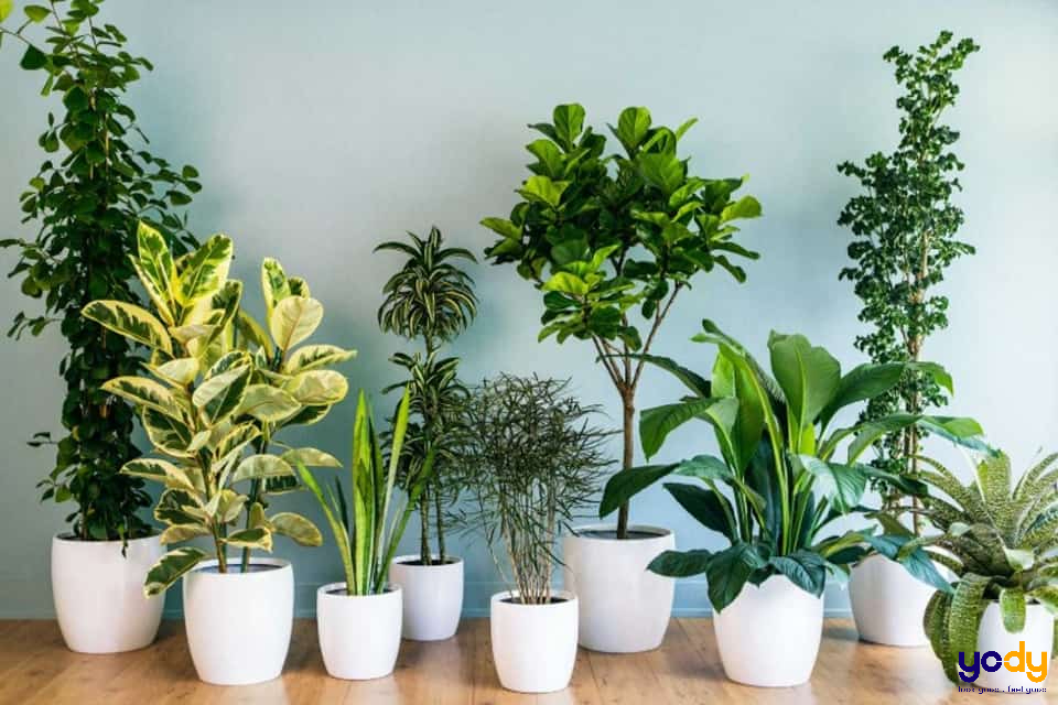 Cách chọn cây phù hợp với mệnh Hoả