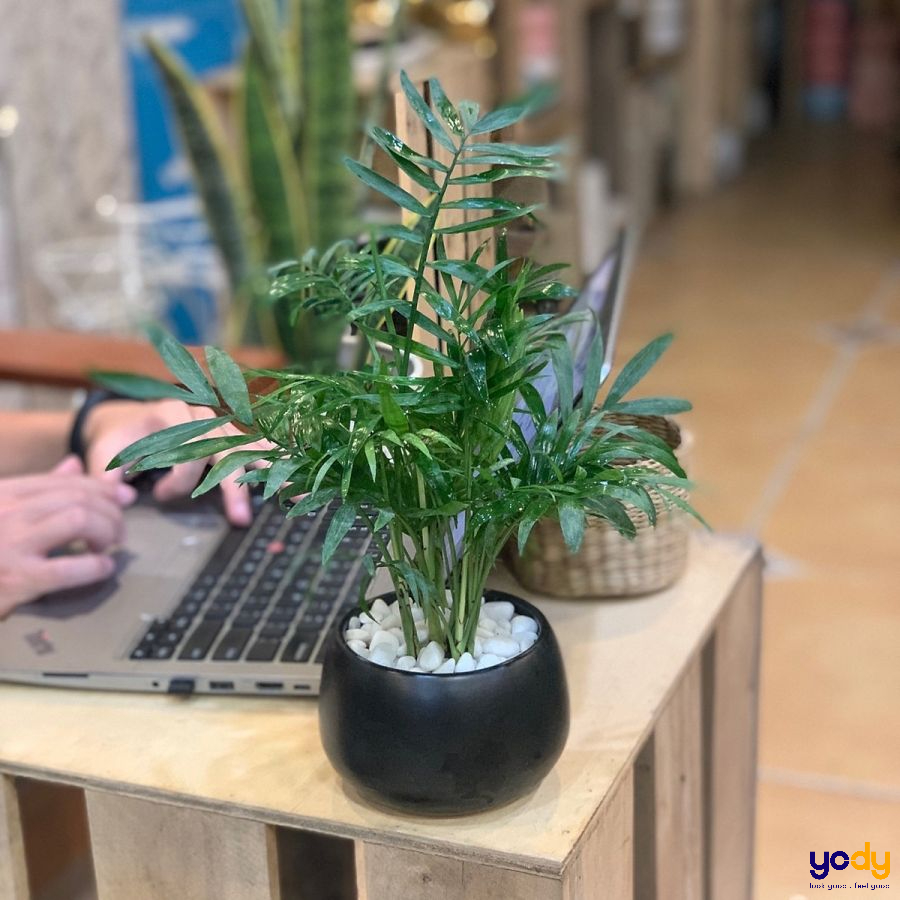Mệnh hoả hợp cây gì cho may mắn?