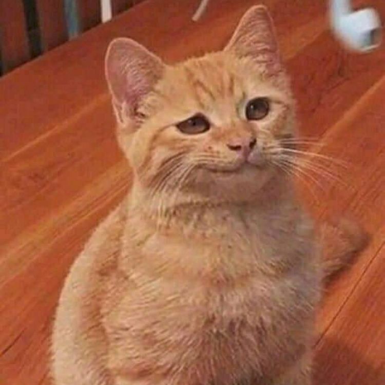 Meme mèo cười nham hiểm 