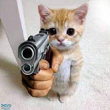 meme mèo cute