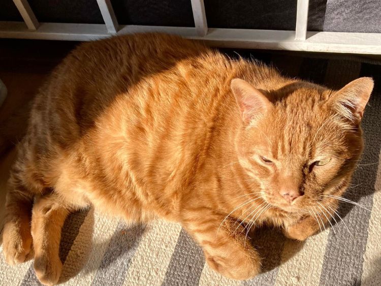 mèo sưởi nắng