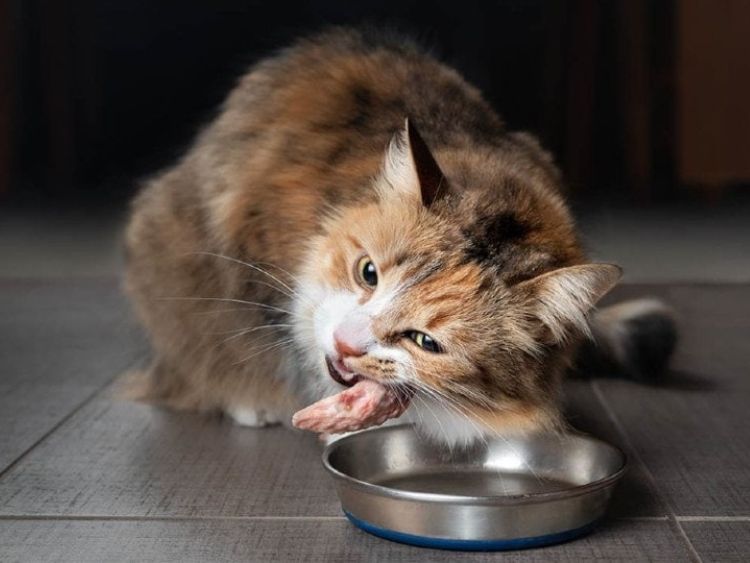 mèo gặm xương