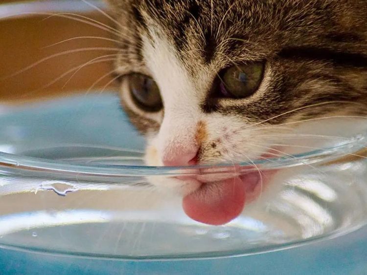 Mèo uống nước