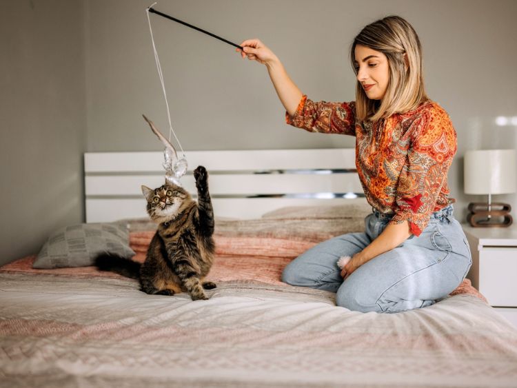 Nuôi mèo nhưng không có điều kiện chăm sóc