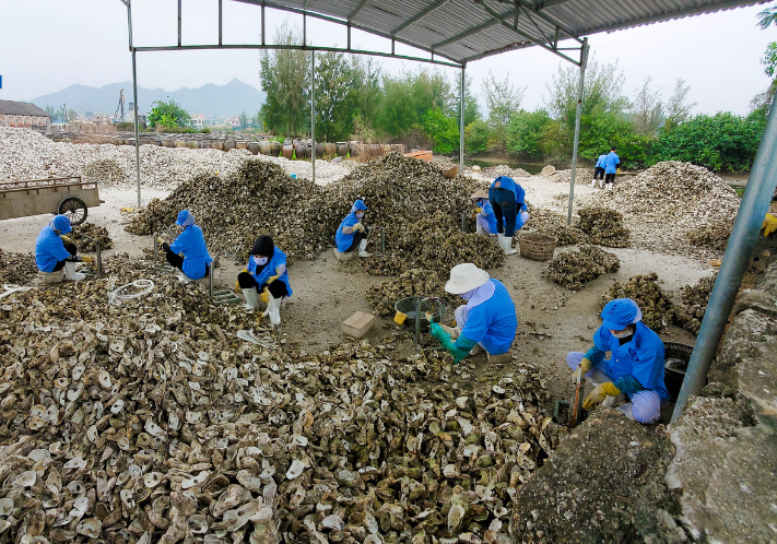 Hàng triệu tấn vỏ hàu được thải ra môi trường mỗi năm
