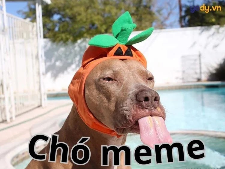 Tuyển tập 99+ ảnh chó meme hài hước, CƯỜI ĐAU CẢ BỤNG