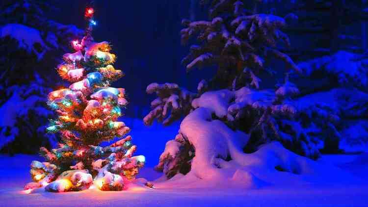 hình ảnh cây thông noel đẹp