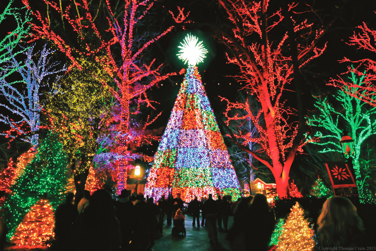 hình ảnh cây thông noel đẹp