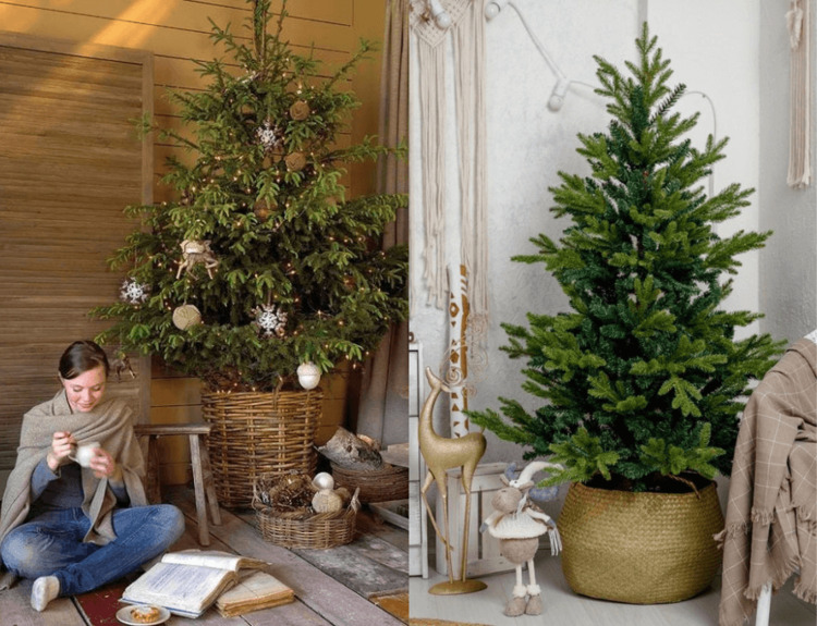 hình ảnh cây thông noel đẹp