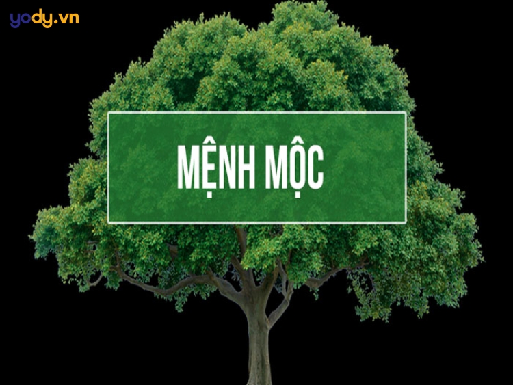 Mệnh mộc có hợp màu nâu không