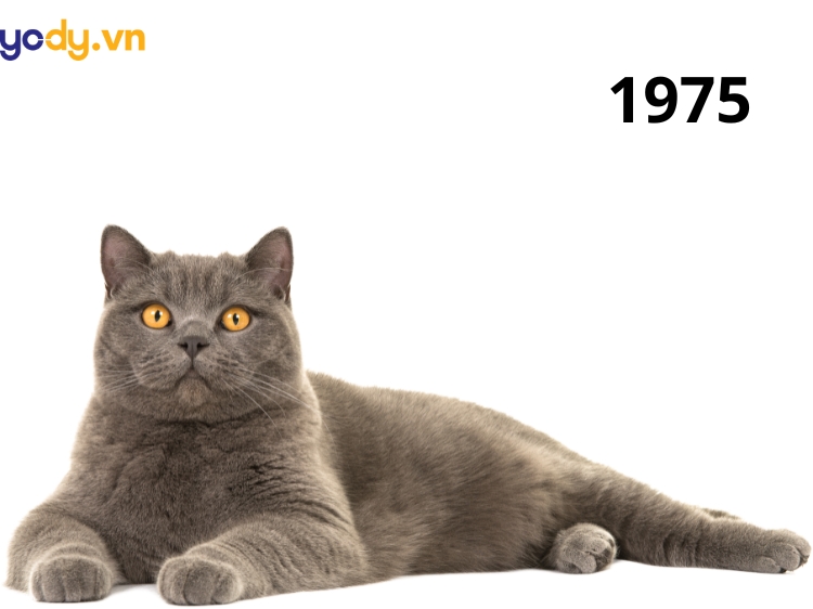 Sinh năm 1975 tuổi con gì?